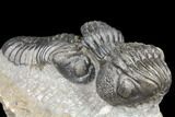 Two Pedinopariops Trilobite Fossils - Mrakib, Morocco #126326-4